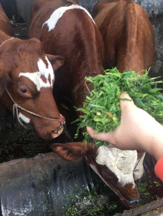 礼泉县绿洲一号鲜牧草