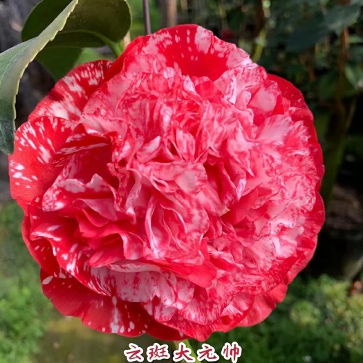 漳平市 云斑大元帅