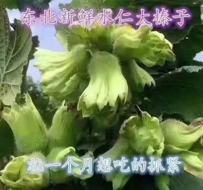 桓仁满族自治县带皮大榛子果