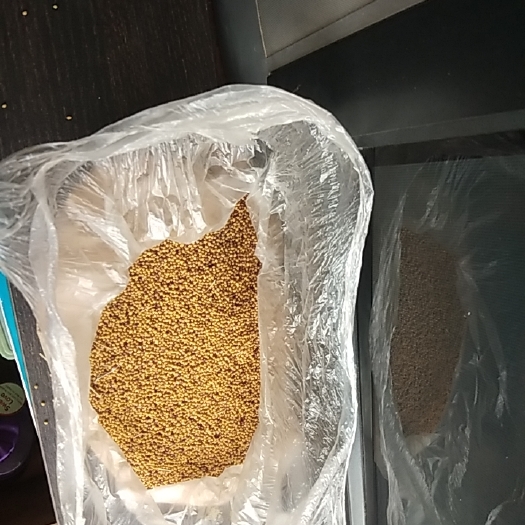 察右后旗油菜籽(黄)