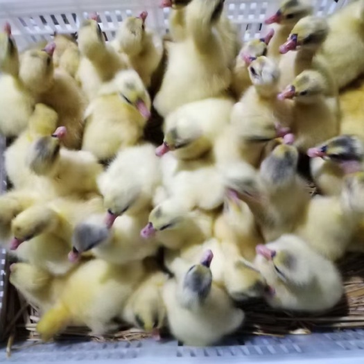 西华县白鹅苗  鹅苗