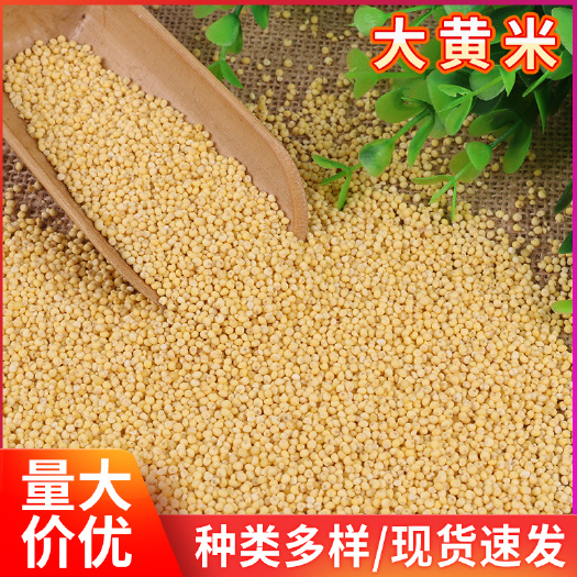 临沂批发东北大黄米糯小米五谷杂粮黍子米黄糯小米月子食用大黄米