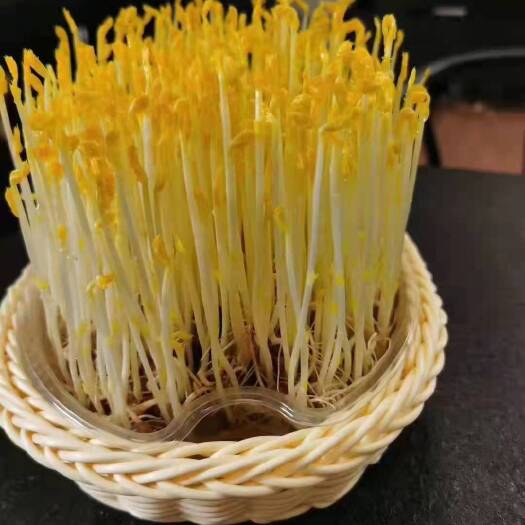 大方县 黄金芽（豌豆苗）