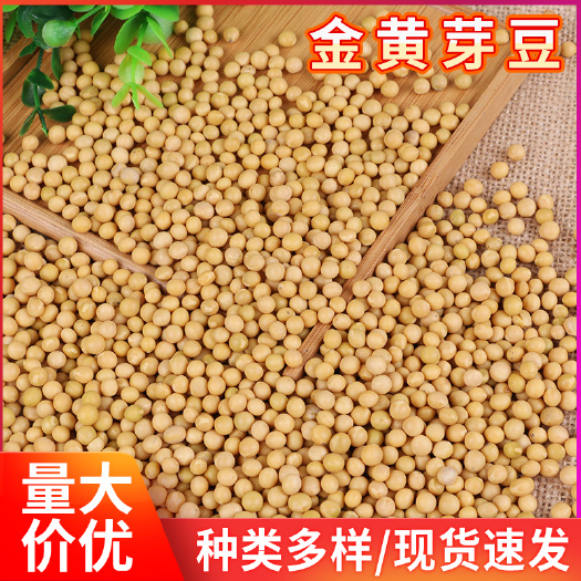 临沂批发芽豆小金黄珍珠粒芽豆生豆芽用黄芽豆颗粒豆芽腐竹食品用