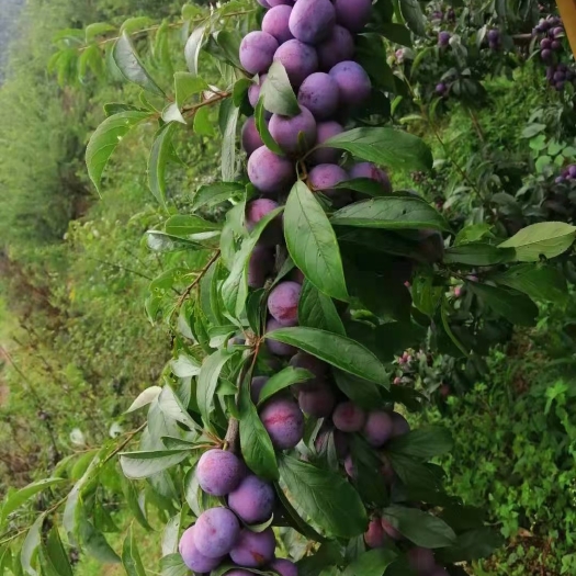 汉源县高山晚熟脆红李