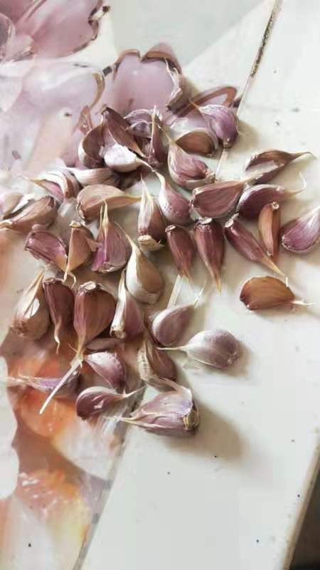 大蒜种子红根蒜苗种子寒蒜种子川蒜种苔蒜种子根红叶青