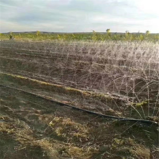 郓城县 厂家直销微喷带、植物滴液管、主管带及其配套配件等