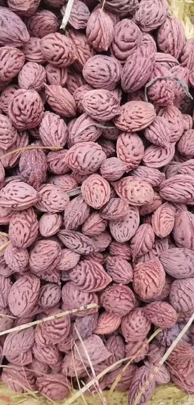 砀山县桃树种子 毛桃核