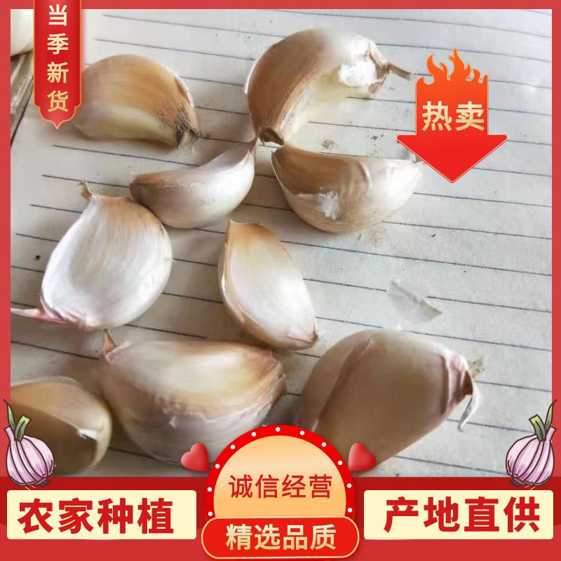 大蒜种子红根蒜苗种子寒蒜种子川蒜种苔蒜种子根红叶青