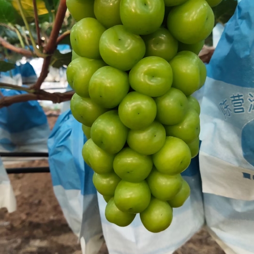 夏邑县 精品阳光玫瑰