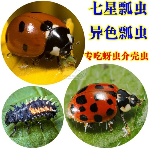 北京生物防治虫 异色瓢虫 瓢虫幼虫捕食蚜虫亩用量200——500头