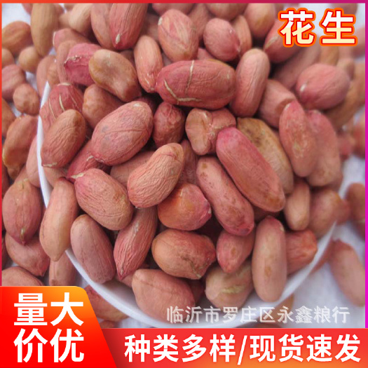 临沂花生米（零食）  批发榨油新花生米山东大粒花生米粮油作物 五谷杂粮袋装25公斤