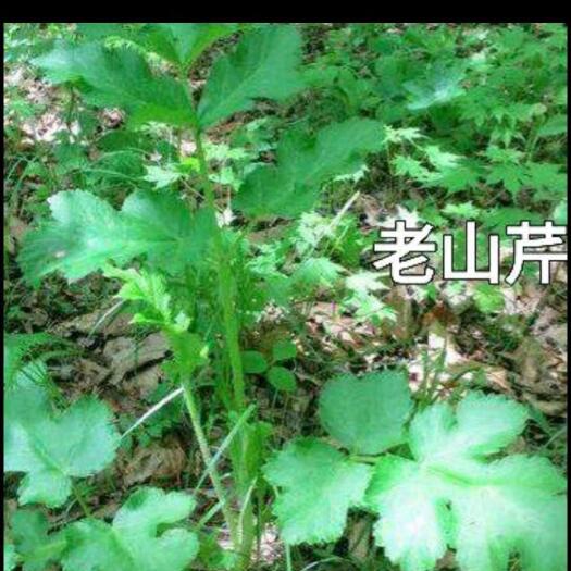 大石桥市东风菜老山芹（大耳毛、铧子尖）籽