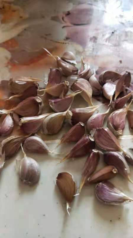 大蒜种子红根蒜苗种子寒蒜种子川蒜种苔蒜种子根红叶青