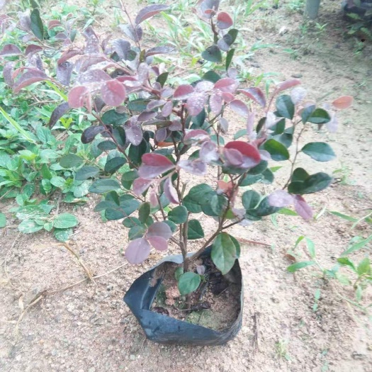单面红  红花继木