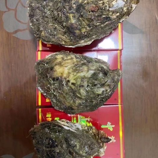 饶平县净化蚝  深海蚝牡蛎生蚝水产