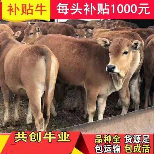 平阴县黄牛  西门塔尔牛犊 包送货 买牛苗的请咨询我