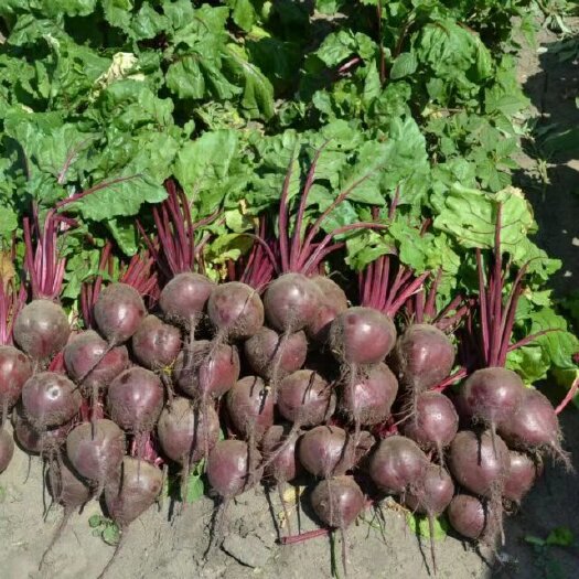 农安县甜菜头 紫甜菜质量好大小均匀