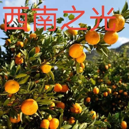 资中县西南之光柑橘枝条，品种保证纯度，可签订合同，放心购买