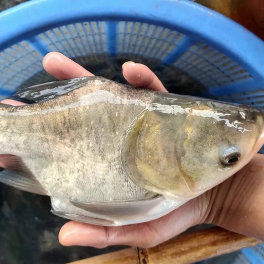 长沙缩骨大头鱼苗 水花苗胖头鱼苗 缩骨花鲢仙骨大头苗锁骨大头包邮