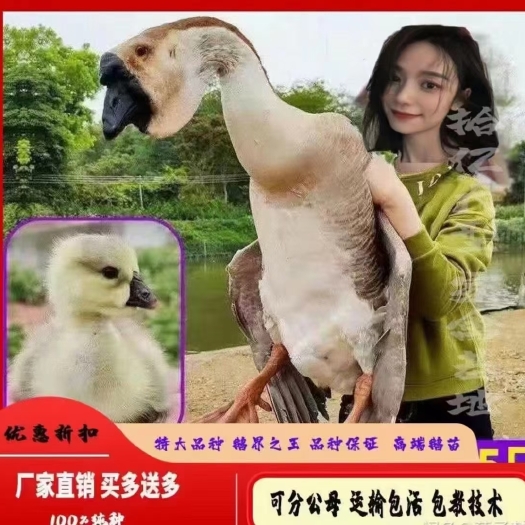 南澳县狮头鹅苗  纯种灰狮头鹅，全国多基地发货，就近发。买十送五包邮。路损补发