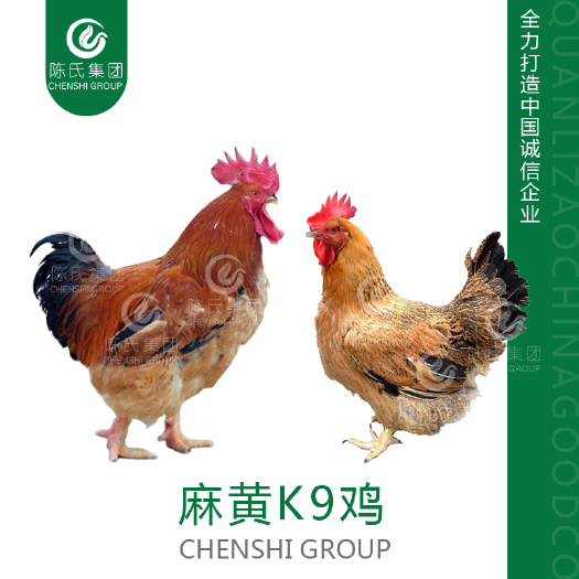 南宁麻黄大K9鸡苗 901鸡苗 882肉鸡苗 70天可养5斤以上