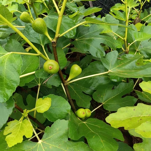 波姬红无花果苗 波姬红无花果杯苗