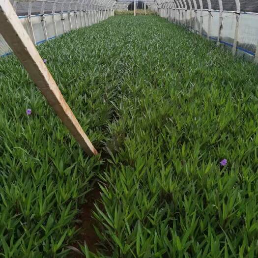 翠芦莉盆栽  翠芦莉。云南昆明翠芦莉种植园一手货源