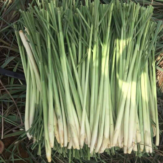 南宁新鲜香茅草柠檬草