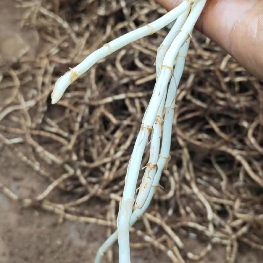 鱼腥草根  新鲜白茎，新根大量上市，