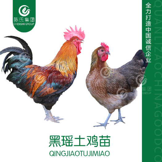 南宁黑瑶鸡苗 土鸡苗 血毛土鸡苗 麻鸡苗 打液氧疫苗