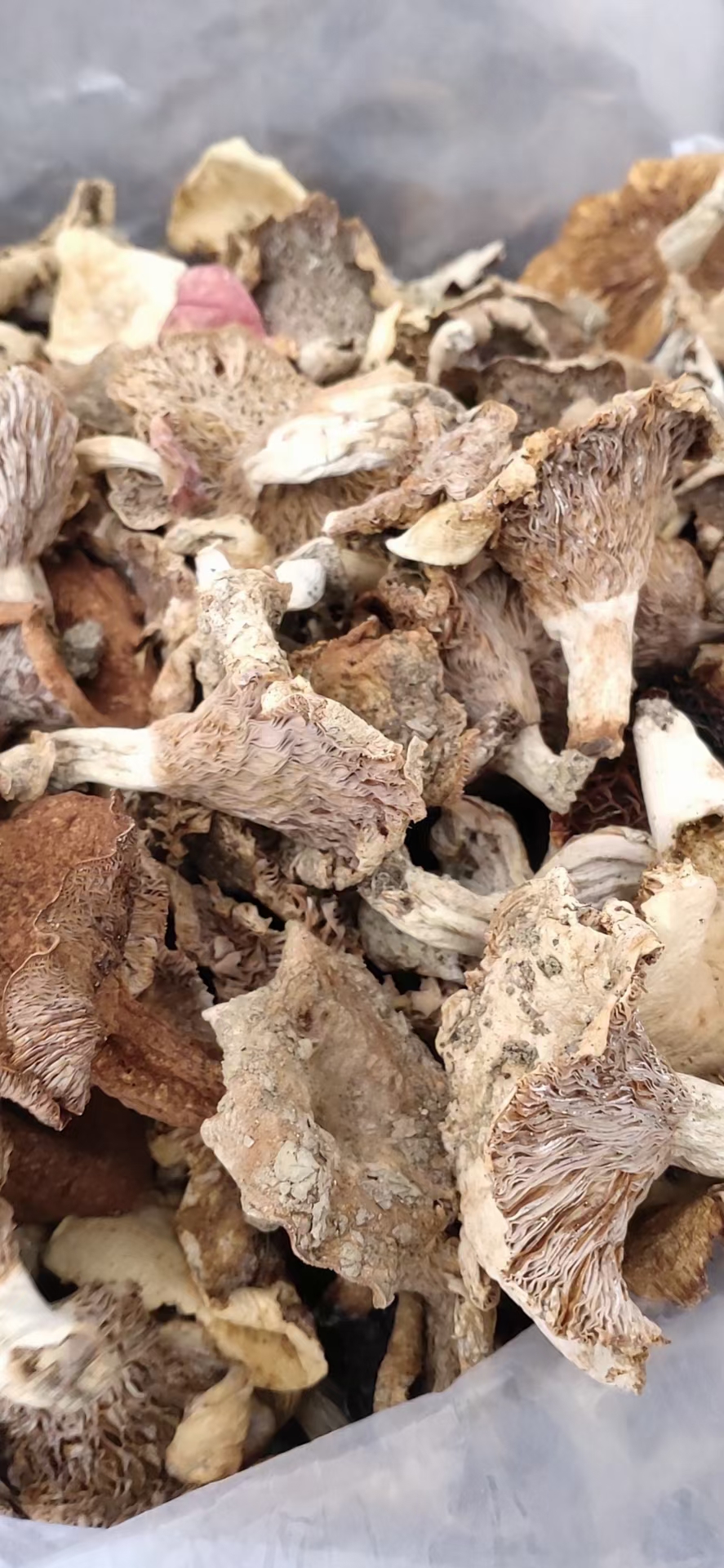 杂菌，林下食用菌杂菌（石灰白菌，鹅掌秋，奶浆菌）混装干品