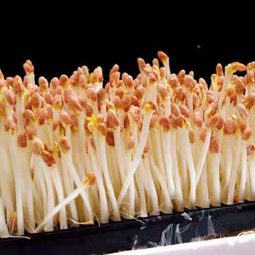  花生芽，自己家生产基地，量大从优，欢迎大家前来采购。