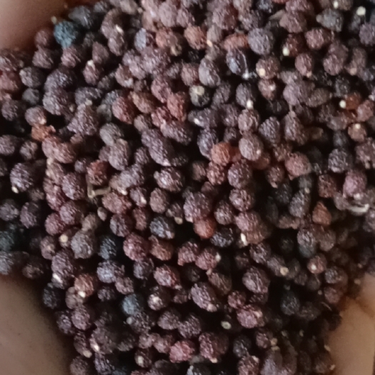 徽县后期兰花鸢尾种子质量好，出苗率高