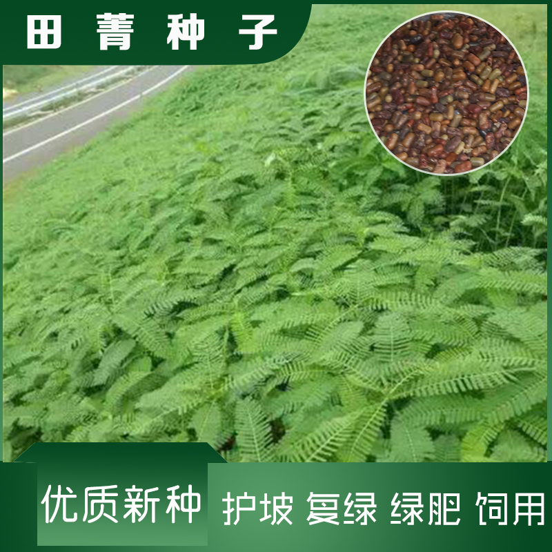 沭阳县田菁种子护坡牧草可用耐涝耐旱耐盐碱山体复绿改良土质包邮