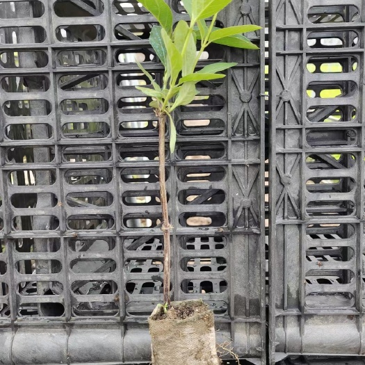 北花一号金银花苗  营养杯苗高质量高成活 品种纯正种植回收