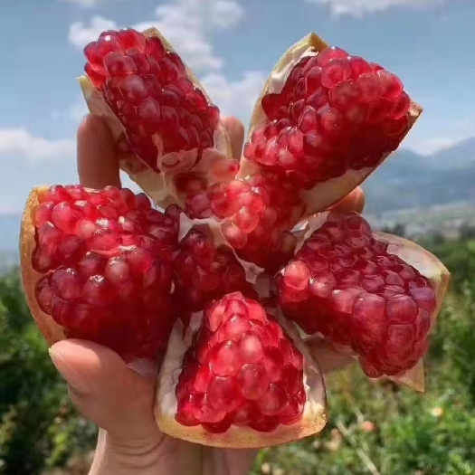 上海 石榴之乡，突尼斯软籽石榴
