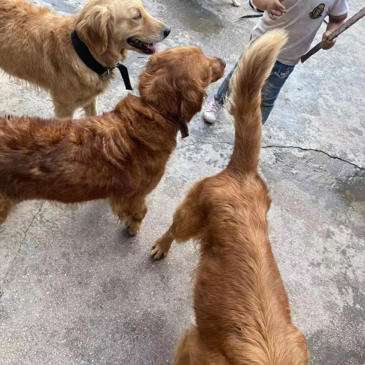 六盘水金毛犬 狗狗养殖场不干了有柯基，拉布拉多，金毛，阿拉斯加，还有土狗