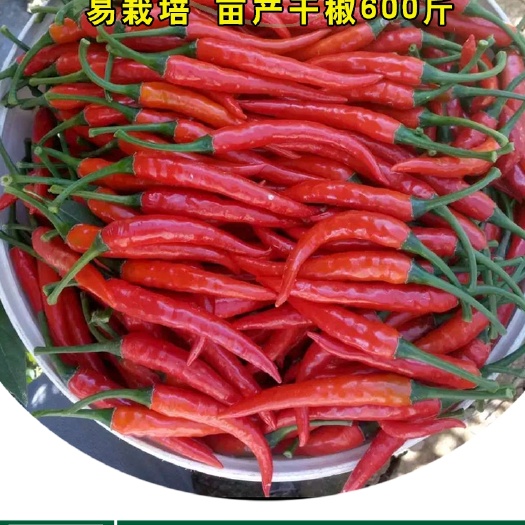 沧县朝天椒种子  小红辣椒种子线椒籽蔬菜种子菜种菜籽种子批发