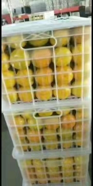 枝江市柑桔 湖北蜜橘柑橘产地一手货源