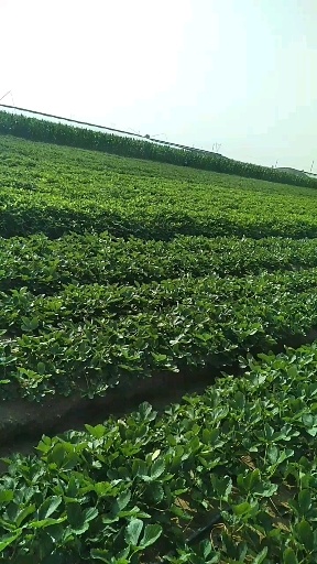 平度市甜宝，章姬草莓苗
