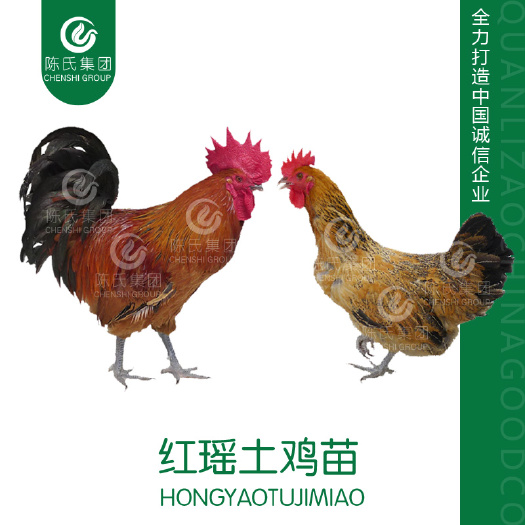 南宁 红瑶鸡苗 土鸡苗 120天5斤左右 肉质细腻 疫苗齐全