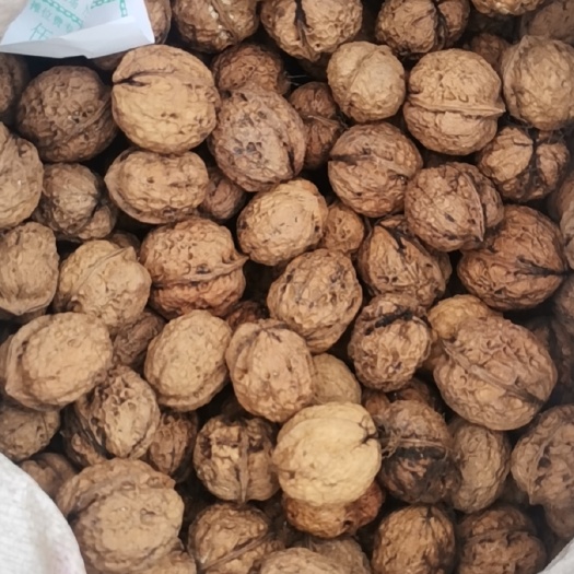临沧泡核桃  云南地区老品种核桃