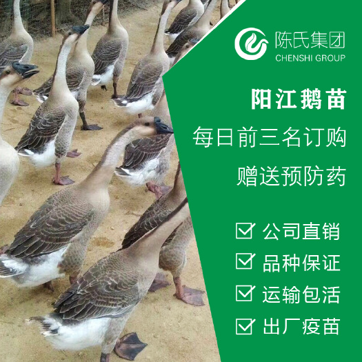 南宁乌鬃鹅苗  阳江鹅苗 大种灰鹅苗 90天10斤 疫苗齐全
