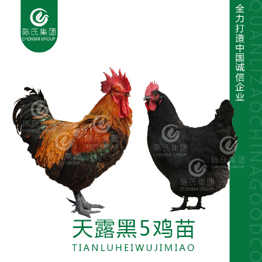 南宁黑鸡苗 天露黑五鸡苗 土鸡苗 肉质细腻 疫苗齐全