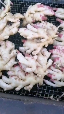 行唐县生姜 鲜姜，洗姜，泥姜