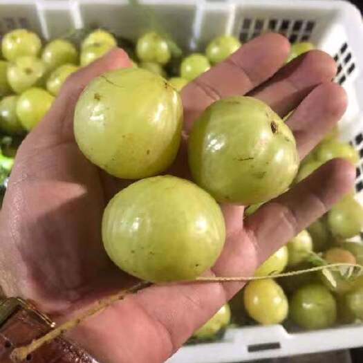云县青橄榄苗 日本大青橄榄