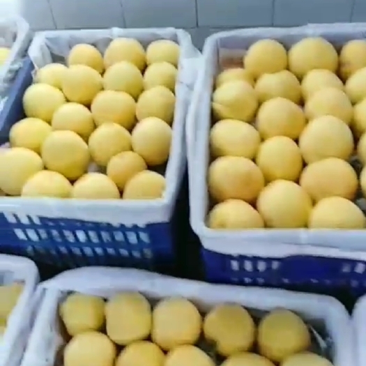 三原县黄金黄桃 黄金大黄桃