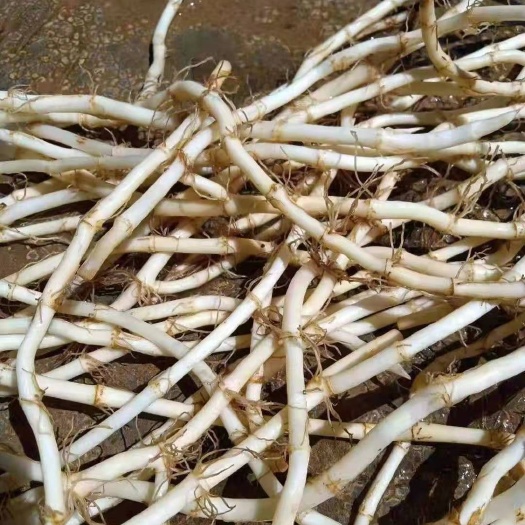 会理市白茎鱼腥草  新鲜鱼腥草根，新品根大量上市