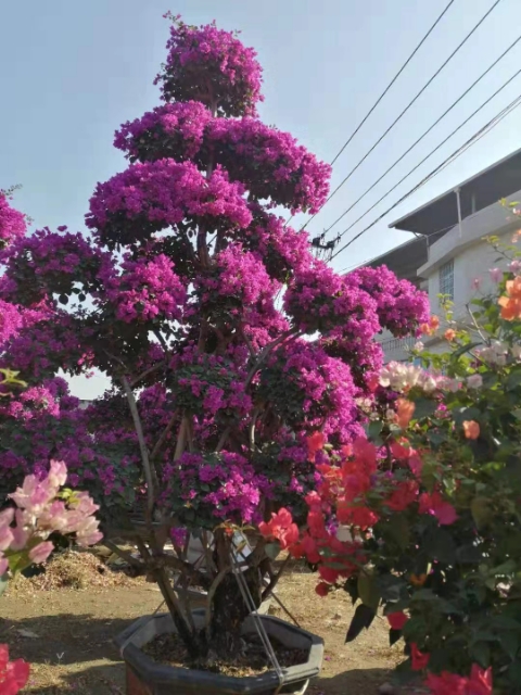 紫花三角梅  自種自銷各種規(guī)格三角梅